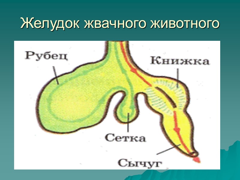 Желудок жвачного животного